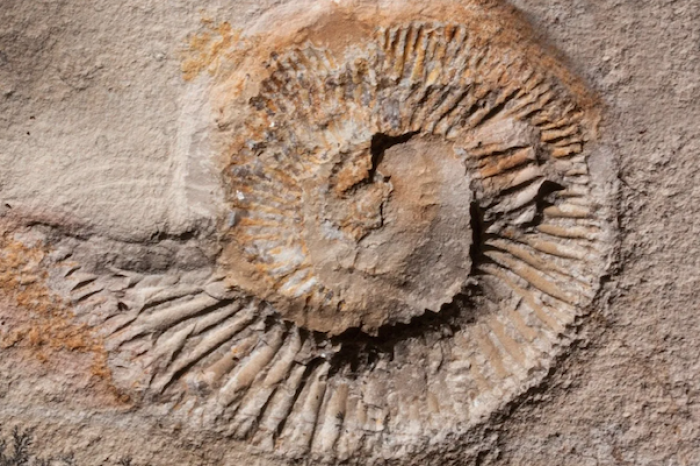 Albañiles decoraron calle con fósiles que se extinguieron hace unos 66 millones de años
