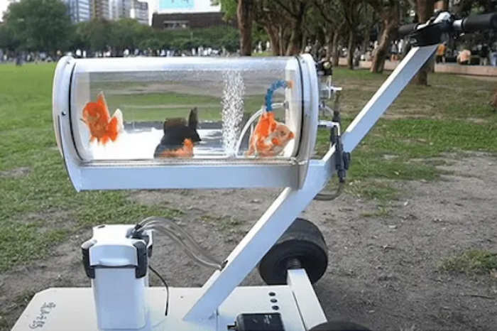 Construye pecera móvil para sacar a pasear a sus peces