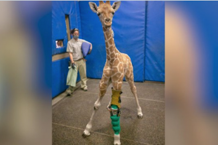 Una jirafa bebé está siendo curada con aparatos ortopédicos