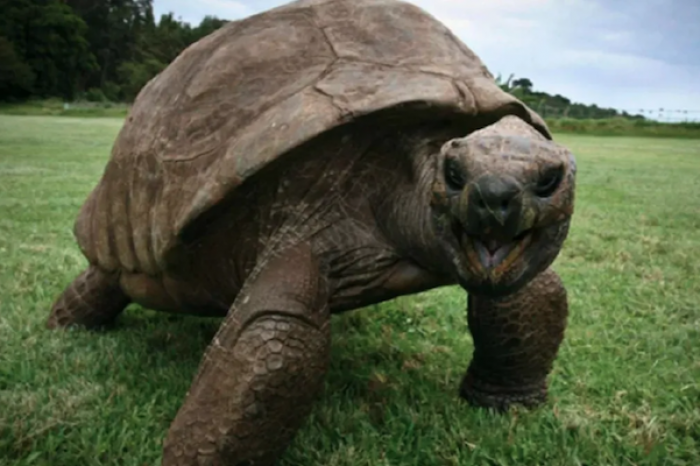 Jonathan, la tortuga gigante más longeva que jamás haya existido, cumple 190 años