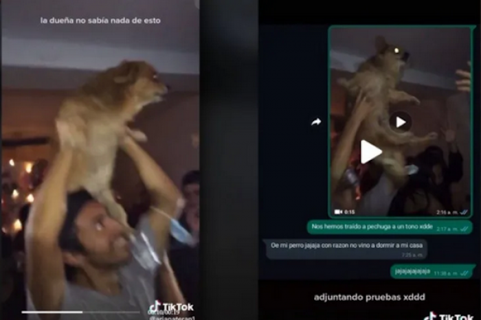 Perrito se va de fiesta con amigos de su dueña