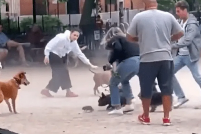 Una rata irrumpe un parque de perros provocando tremendo caos