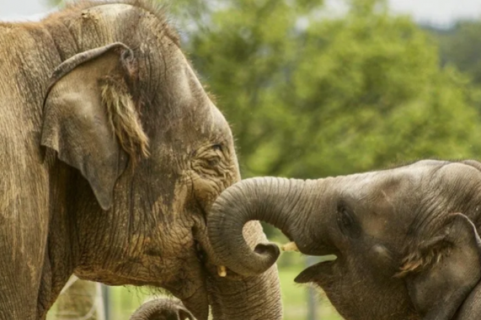 El duelo de los elefantes: cargan los cadáveres de sus hijos muertos para llevarlos a un cementerio