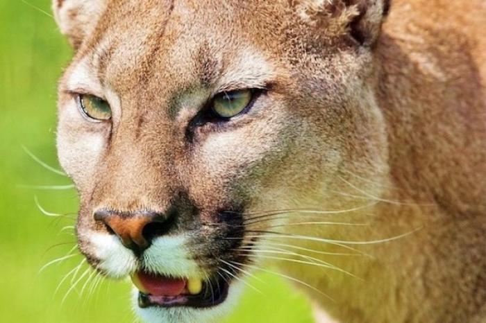 Niño en Brasil va al baño y se encuentra un puma