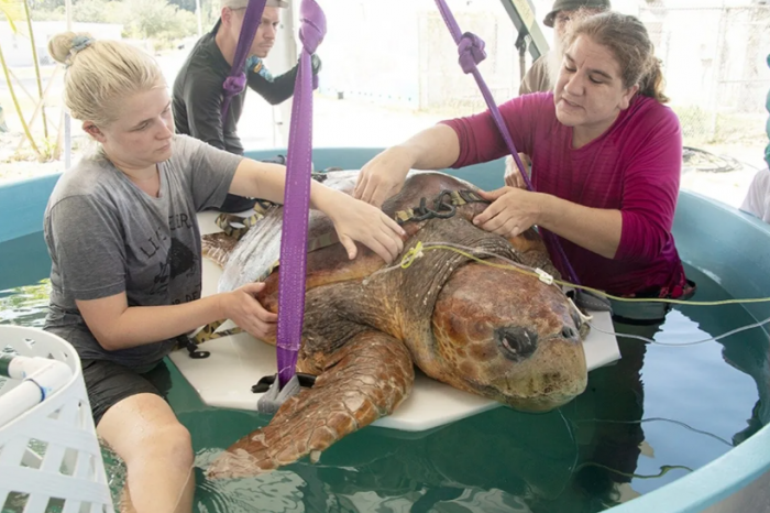 Rescatan a tortuga del ataque de un tiburón y pone 100 huevos