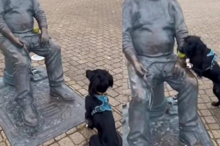 Perro trata de jugar a la pelota con una estatua