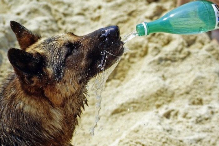 Un truco que podría salvar a tu mascota del calor