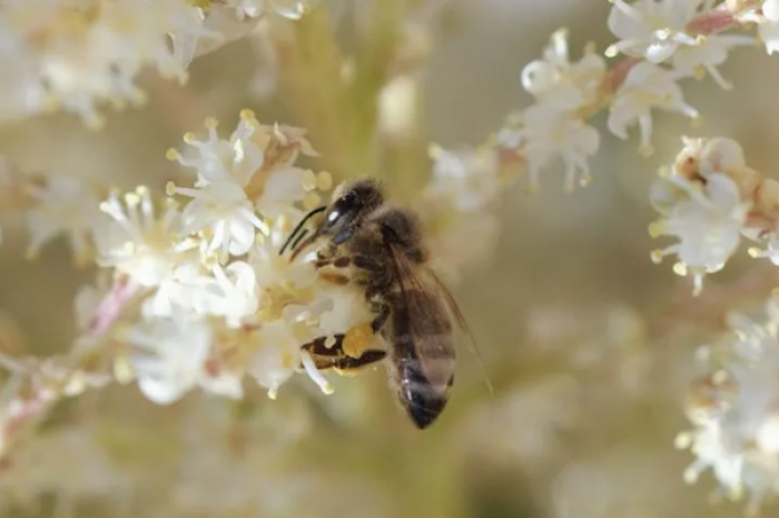 Sacrifican más de 6 millones de abejas para contener parásito devastador en Australia