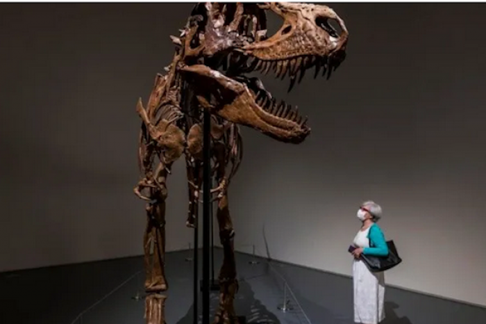 Subastarán en Estados Unidos el esqueleto de un dinosaurio de hace 77 millones de años