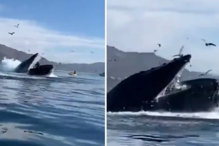 Ballena jorobada por poco se traga a dos kayakistas