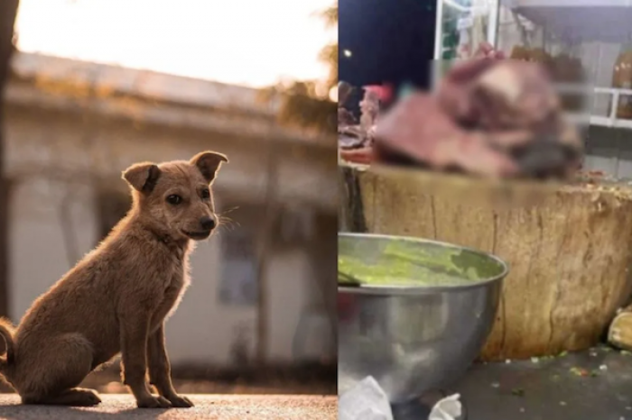 Supuesta cabeza de perro en taquería causa debate en redes sociales