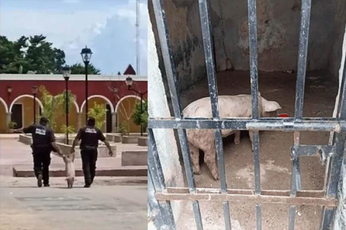 Un cerdito fue arrestado en Yucatán y termina encarcelado