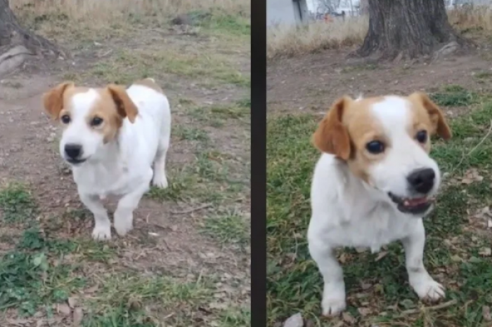 Perro odia la canción “Mi bebito fiu fiu” y ataca a su dueño cuando la escucha