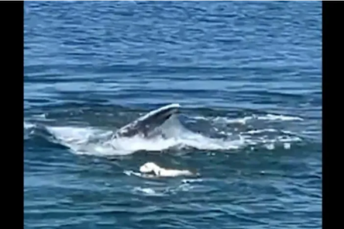 Perrito nada junto a ballena