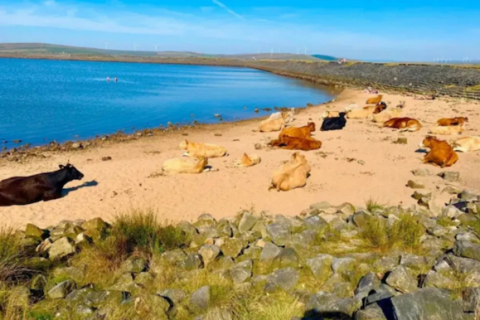 Vacas invaden playa de Reino Unido