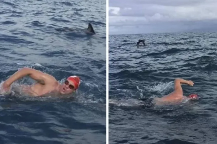 Manada de delfines cuida a nadador de un tiburón que lo acechaba