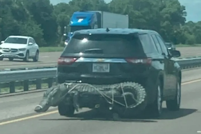  Caimán gigante atado a la parte trasera de una camioneta en la autopista de Florida aterra a los co