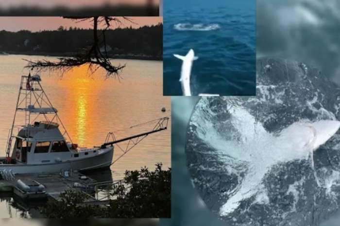 Tiburón salta directo a un barco pesquero en Maine