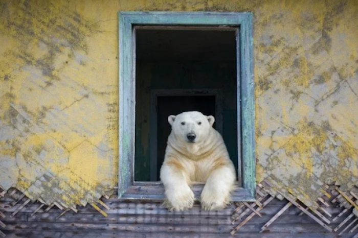 Captan curiosas fotos de osos polares en casas abandonadas en isla del Ártico