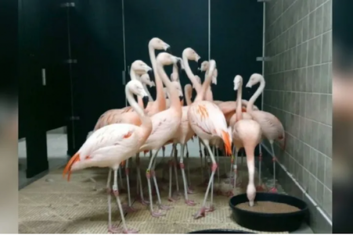 Flamencos se acurrucan en un baño durante los azotes del huracán Ian