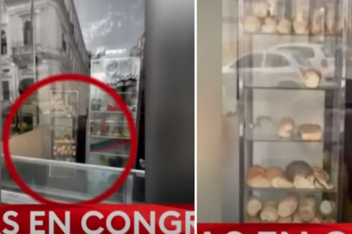 Una gran rata fue captada mientras paseaba por la vitrina de una panadería