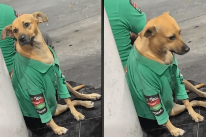 Perrito se vuelve viral por ser 