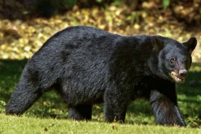 Niño es atacado por un oso y lo salva su abuelito en silla de ruedas