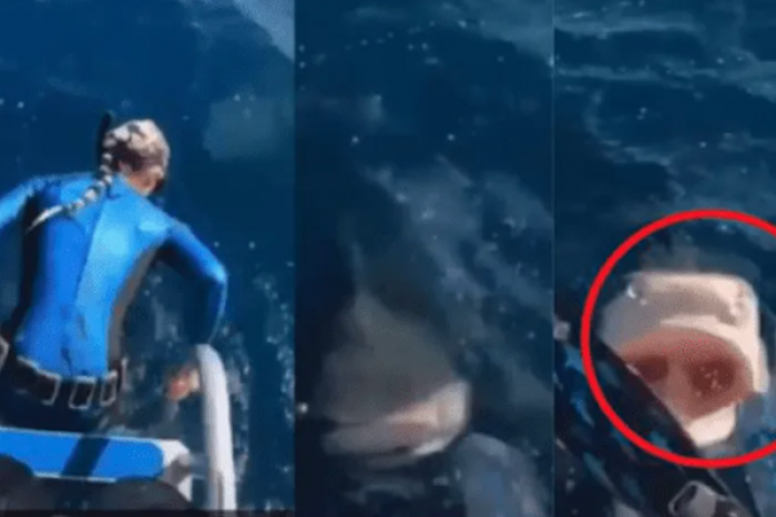 Mujer estaba a punto de bucear, pero se dio cuenta de la presencia de un tiburón
