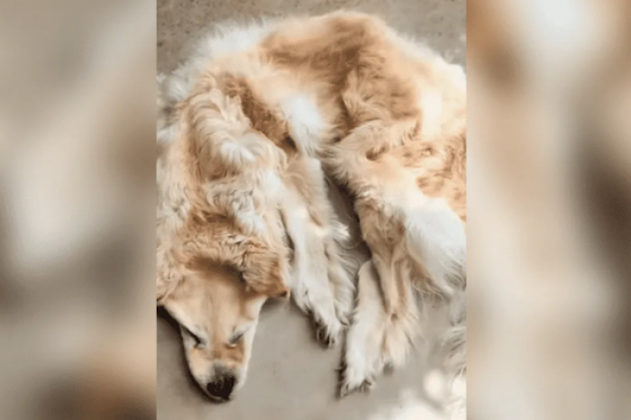 ¿Raro? Familia convierte a su perrito en alfombra para tenerlo siempre