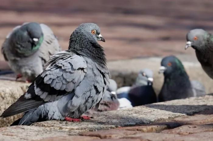 Un virus supuestamente convierte a las palomas en zombis