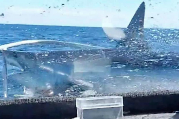 Un tiburón de tres metros causó pánico a un grupo de pescadores