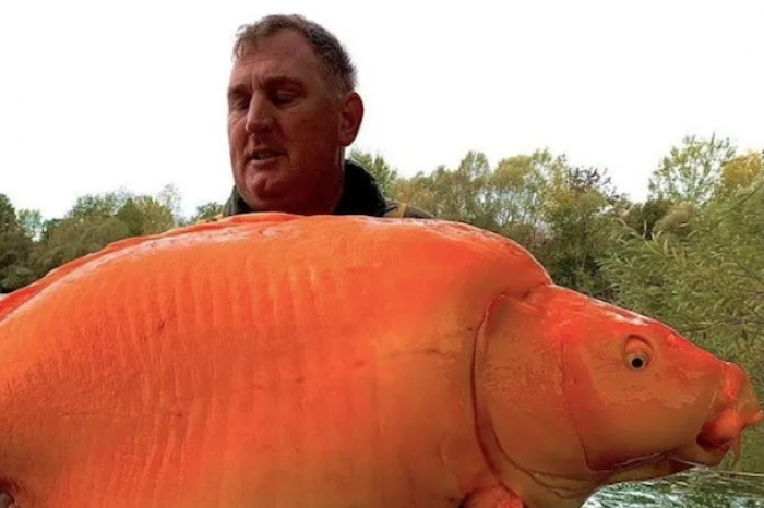 El pez dorado más grande del mundo
