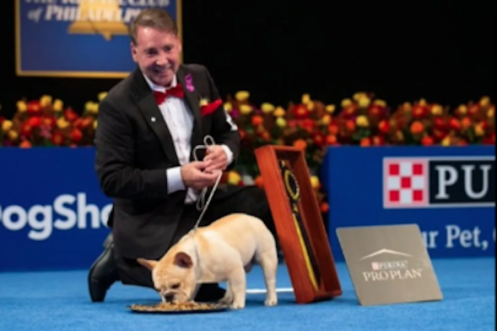 Bulldog francés gana el primer premio en la exposición canina nacional de EU