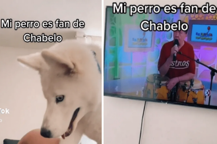 Perro se vuelve viral por ser fan de Chabelo