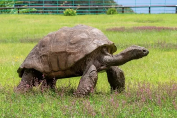 La tortuga Jonathan, el animal terrestre vivo más longevo, celebra 190 años