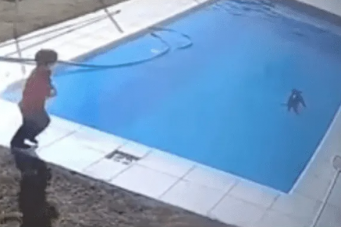 Niño de 5 años rescató a su perro de morir ahogado