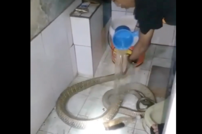 Baña a su serpiente como si fuera un perrito