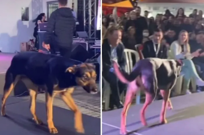 Perrito “modelo” se cuela en pasarela de belleza