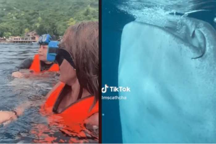 Enorme animal marino sorprende a turistas