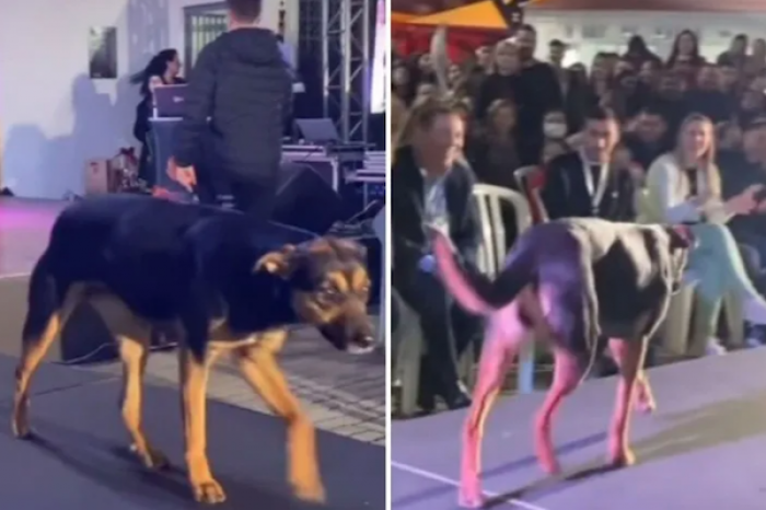 Perrito “modelo” se cuela en pasarela de belleza