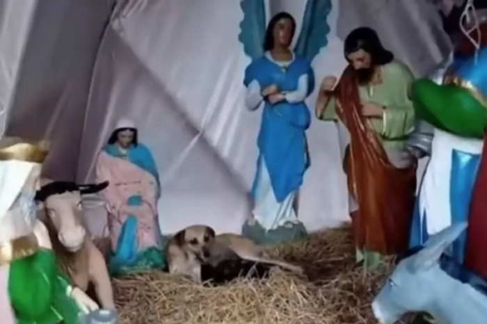 Perrita da a luz en pleno pesebre navideño