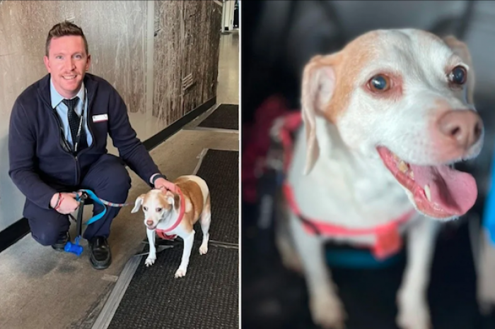 Abandona a su perrita en un aeropuerto porque la jaula no cabía debajo del asiento