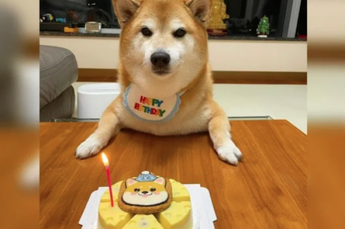 Así festejó Cheems, el perro de los memes, su cumpleaños número 12