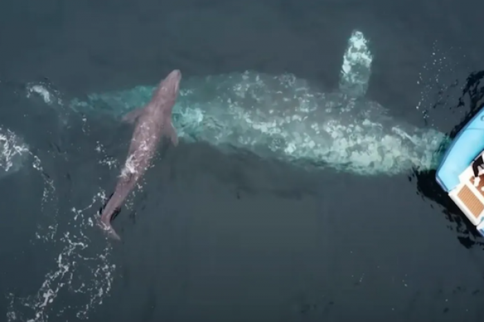 Captan nacimiento de una ballena gris en California