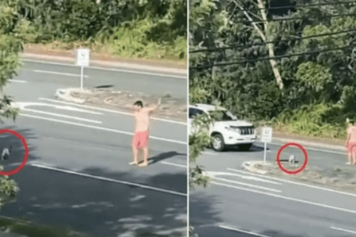 Hombre detuvo el tráfico para que un koala pueda cruzar una carretera de Australia