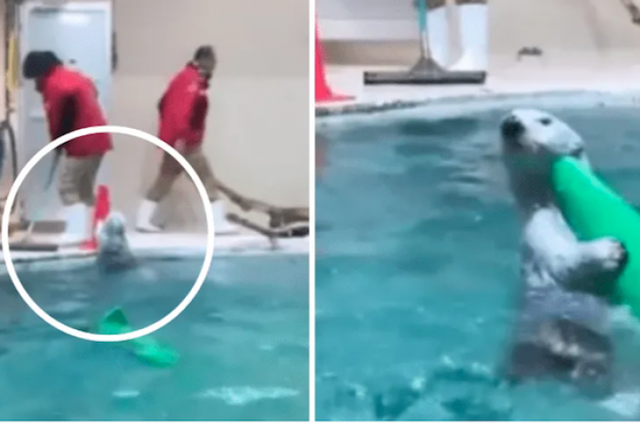 Nutria ayuda a limpiar una piscina y se viraliza