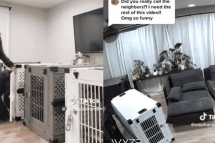 Pasan el ridículo de sus vidas al quedar encerrados en jaulas para perros
