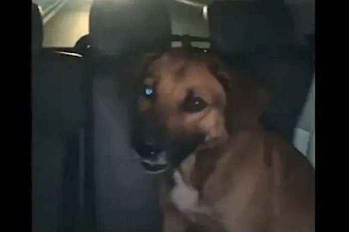 Perrito viaja solo en taxi como si fuera una persona