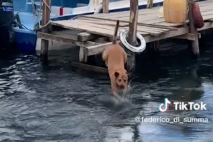 Perrita se avienta al mar para seguir a viajero que conoció durante 4 días