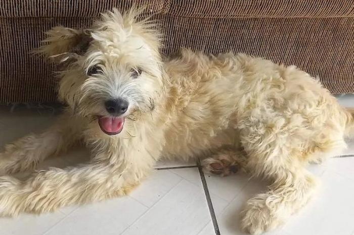 Mujer compra sillón y encuentra a una perrita abandonada dentro de él